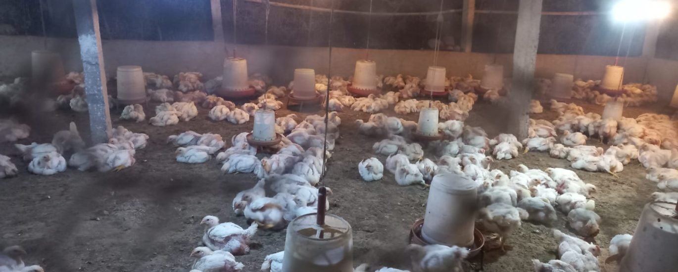 Poultry farming Sirauna