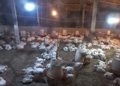 Poultry farming Sirauna