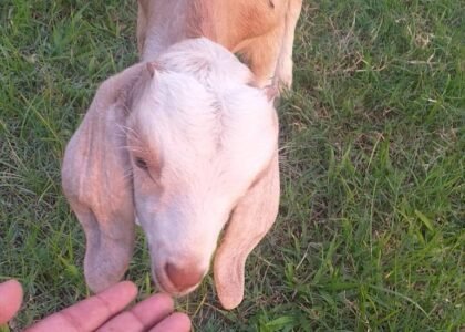 Sirauna High School Field