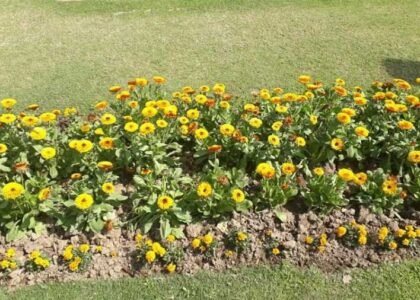 कुछ कच्चा पक्का लगता है