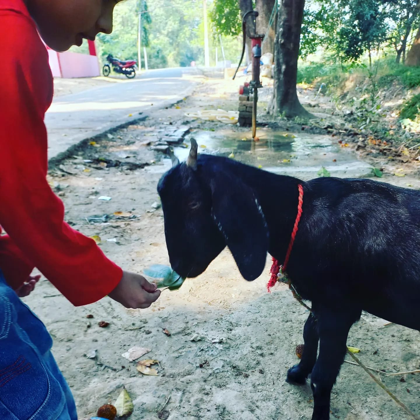 Parikshit feeding a goat