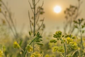 मकर संक्रांति का पर्व मेरे गाँव की छाँव में