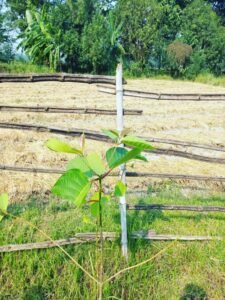 मधुर विषाद