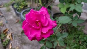 कुछ अशआर दिल से…