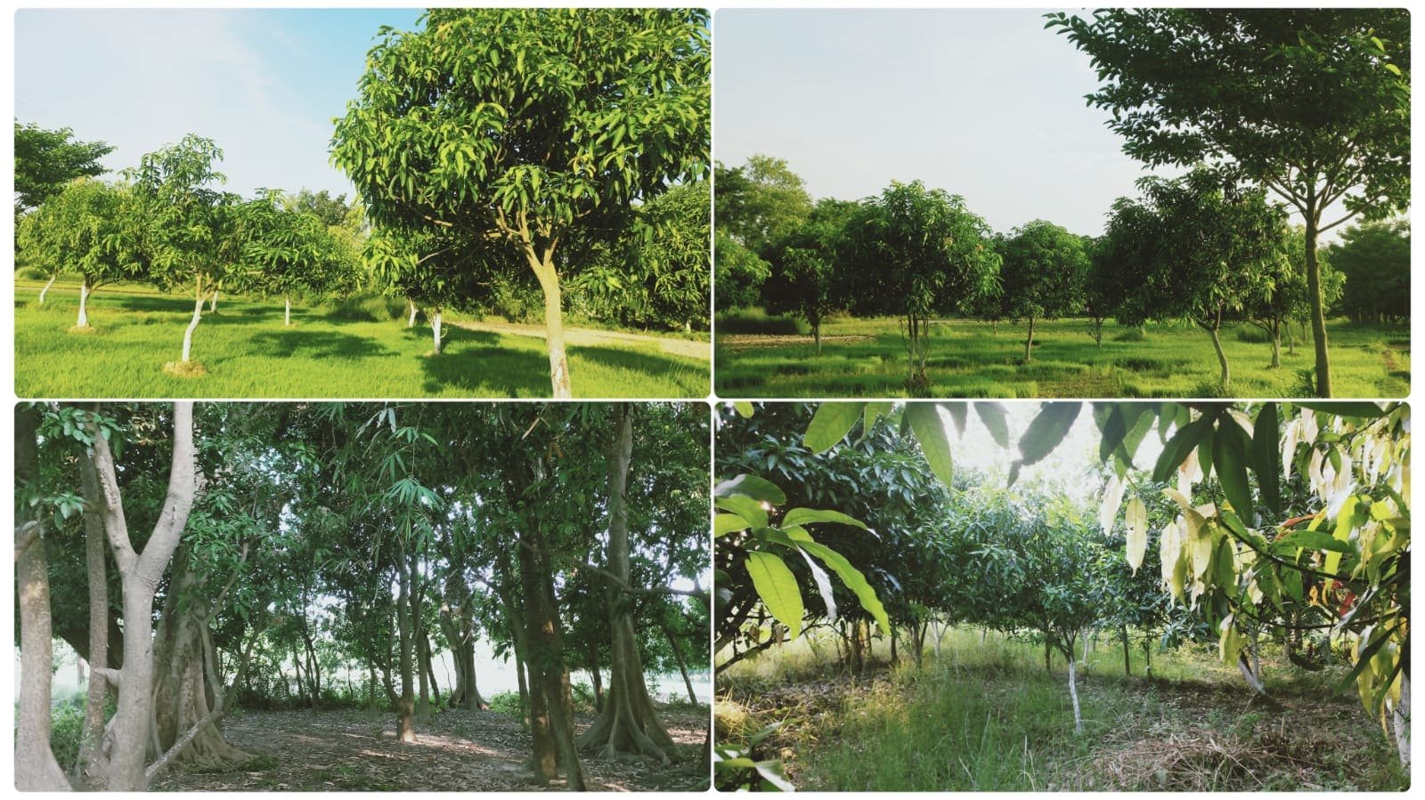 Mango garden